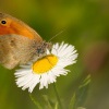 Okac pohankovy - Coenonympha pamphilus - Small Heath 0160